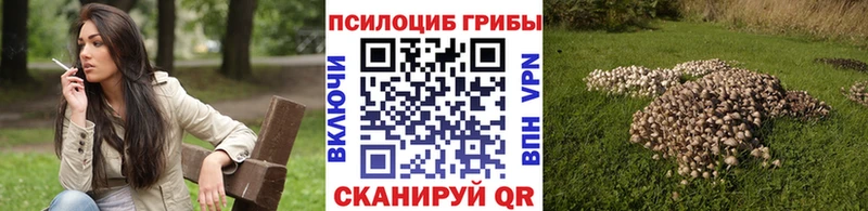купить   Щучье  Псилоцибиновые грибы Psilocybe 